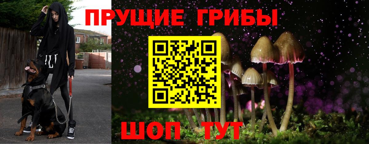 Псилоцибиновые грибы Psilocybe Салават